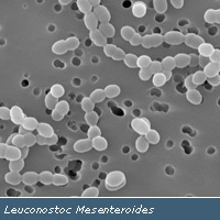 Dextran 3, MW 2.5-4k CAS 9004-54-0