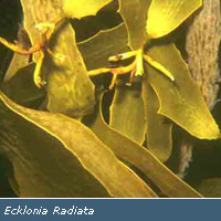 Ecklonia Fucoidan CAS 9072-19-9