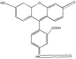 Fluorescein isothiocyanate carboxymethyl dextran, Av MW 150k