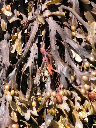 Fucus vesiculosus fucoidan CAS 9072-19-9