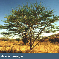 Gum Arabic CAS 9000-01-5