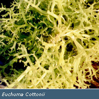 Iota Carrageenan CAS 9062-07-1