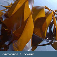 Laminaria digitata Fucoidan CAS 9072-19-9