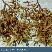 Sargassum  Fucoidan CAS 9072-19-9