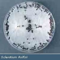 Scleroglucan CASS 39464-87-4