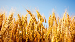 Wheat Starch CAS 9005-25-8